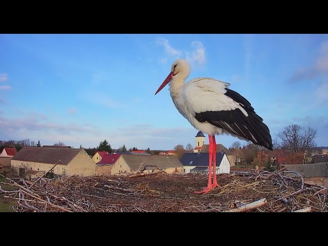 🔴 Livestream - Storchennest Fohrde - Nest 1 🐦 (White Stork, Bocian)