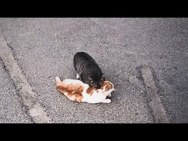 A stray cat desperately tried to wake his injured pregnant mate and tearfully carry her to safety.