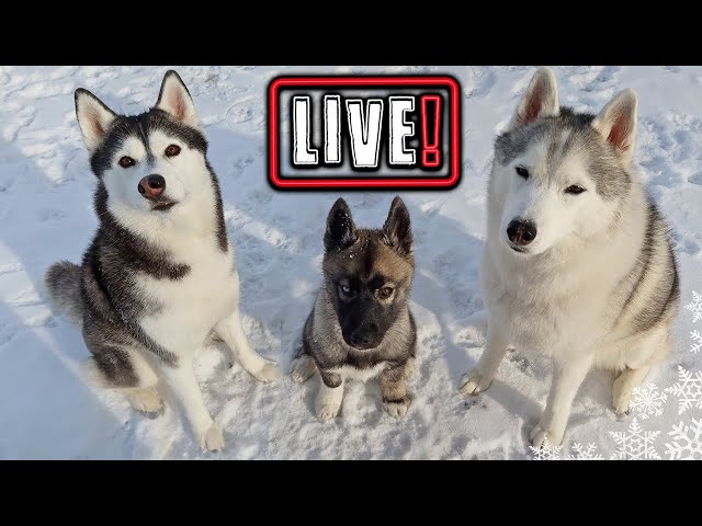 My Husky Wants to Hang Out With You! 🔴 LIVE Q&A