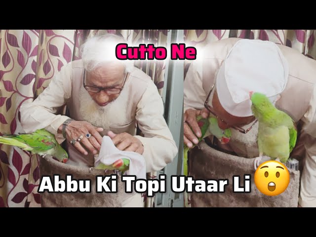 Cutto Ne Abbu Ki Toppi Utaar li 😂😝| Bahut Hi Shetaan Parrot Ho Gye Hai 🥰|  @fakhramufti