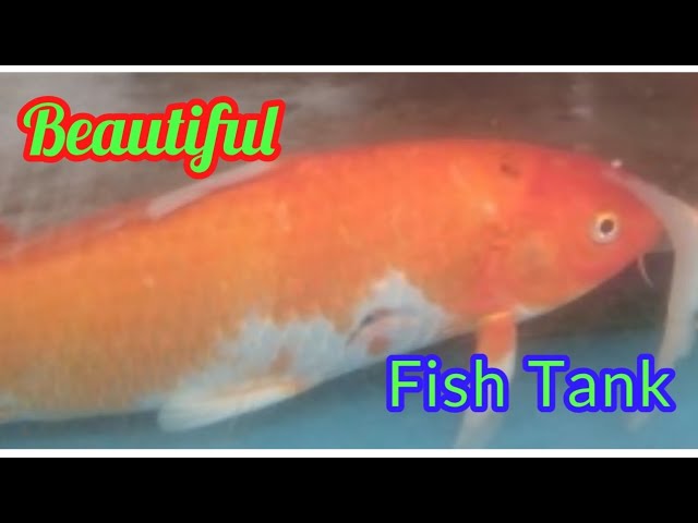 Best aquarium fish 📹 video at Srilanka #travel #aquarium #fish #fishin #srilanka #vlog #video #tamil