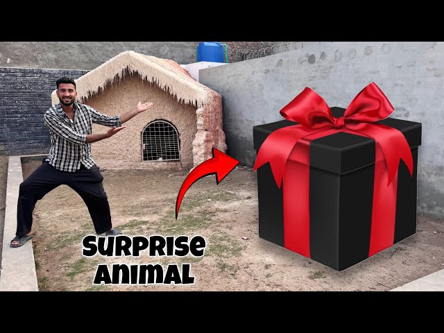 Mini Zoo Main Piara Sa Surprise Any Wala Hai😍