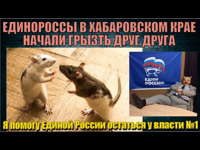 ЕДИНОРОССЫ В ХАБАРОВСКОМ КРАЕ НАЧАЛИ ГРЫЗТЬ ДРУГ ДРУГА