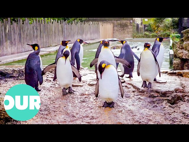 Teaching a Penguin How To Swim | Extraordinary Animals | Our World