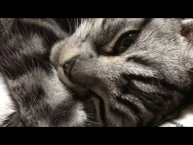 [Healing] The purring sound of the cat Claire is ultimately cute [ASMR]