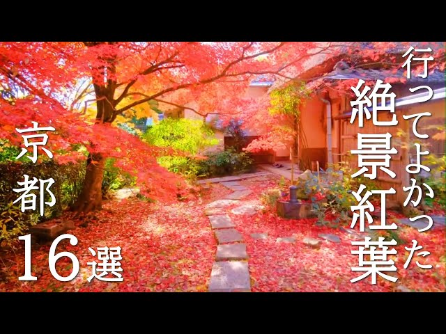 How to walk in Kyoto: I'll teach you how to enjoy the beautiful autumn leaves /  Recommendation 16