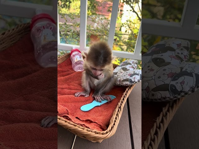 super cute baby monkey melia #monkey #baby #happy #cute #baby #shorts