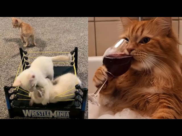 Super Funny Cat Videos