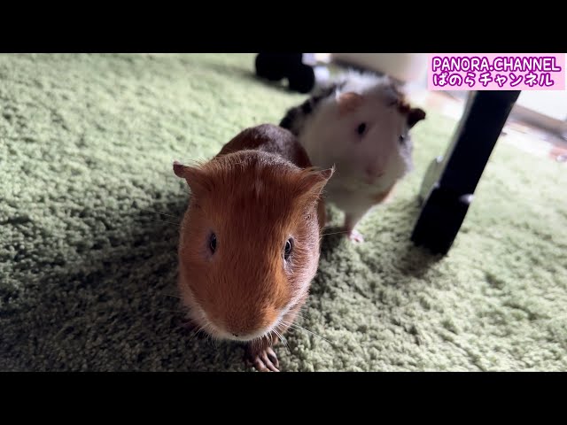 Life with Guinea Pigs Japanese Guinea Pigs PANORA.CHANNEL