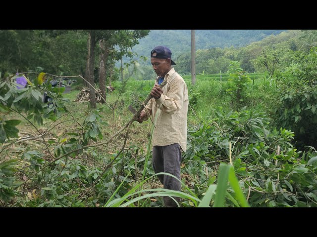 Aspiring Lumberjack Collects Firewood with Unyielding Determination Using Simple Sharp Tools