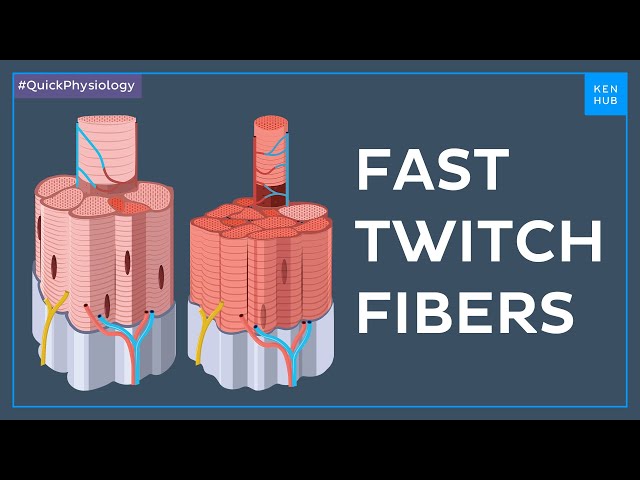 Classification of skeletal muscle fibers: fast twitch fibers - Quick Physiology | Kenhub