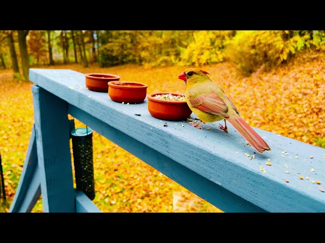 Birds for Cats & Relaxation Lovers in 4K | Calm Nature Sounds, No Ads, No Music