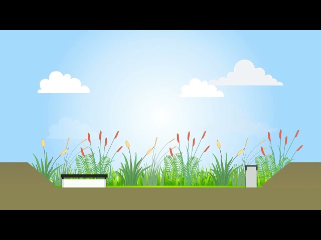 How Rain Gardens Work