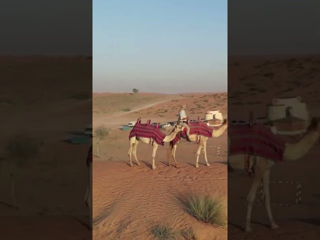 Riding A Camel Across The UAE Desert #shorts #Desert #RasAlKhaimah