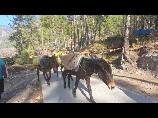 Donkey tracking in mountains