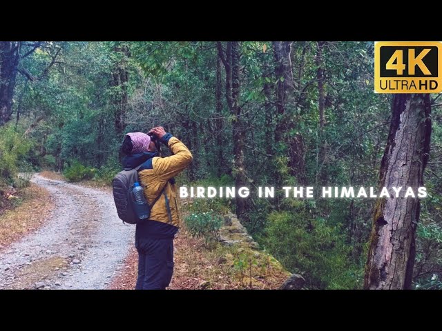 Rare Birds of the Western Himalayas | A Winter Birding vlog