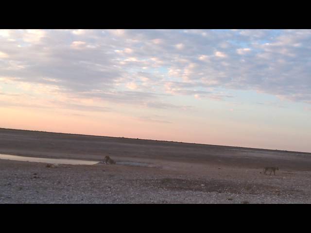 Namibia Etosha Lioness walking