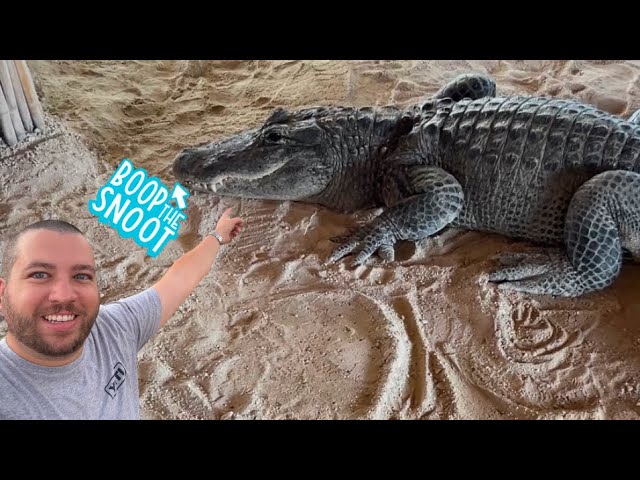 Alligator Show Goes Horribly Wrong Audience Left Shocked - Must See!