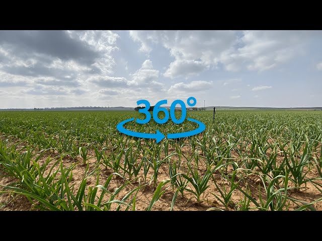 Ferlabs Laboratorio | Ajo Spring | 🎥  360º