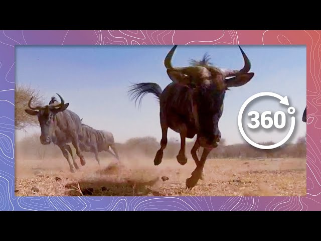 Wild African Animal Stampede | Wildlife in 360 VR