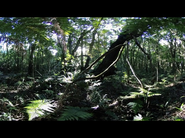 Dense Forest Undergrowth - 360 Video [Royalty Free Stock Footage] $350 [4K VR Stereoscopic 3D]