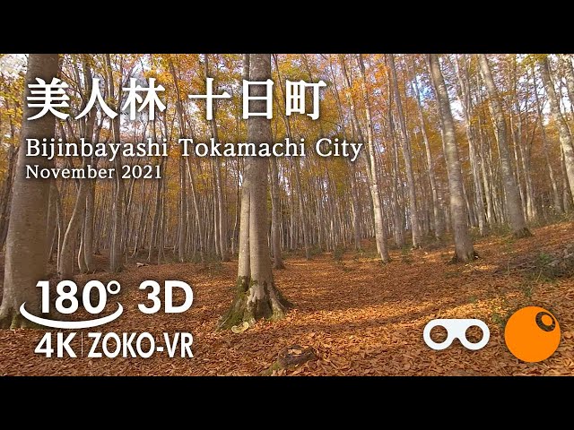 180° 8K-VR [3D] Bijin-bayashi in late autumn｜Matsunoyama, Tokamachi City, Niigata Prefecture