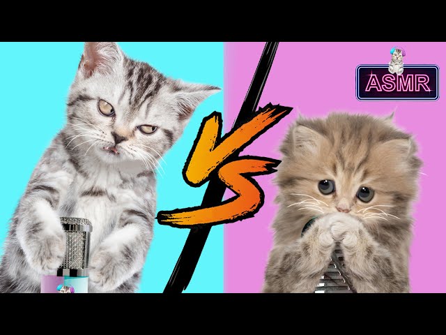 [ASMR] Asmr showdown animation of cute cats / 귀여운 고양이들의 Asmr 대결 애니메이션