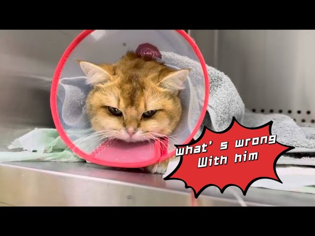 This cat almost died. How dangerous is urine closure？这只猫咪差点没命了，尿闭有多危险？