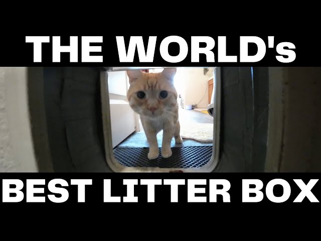 A Litter Box that DOESN’T STINK?