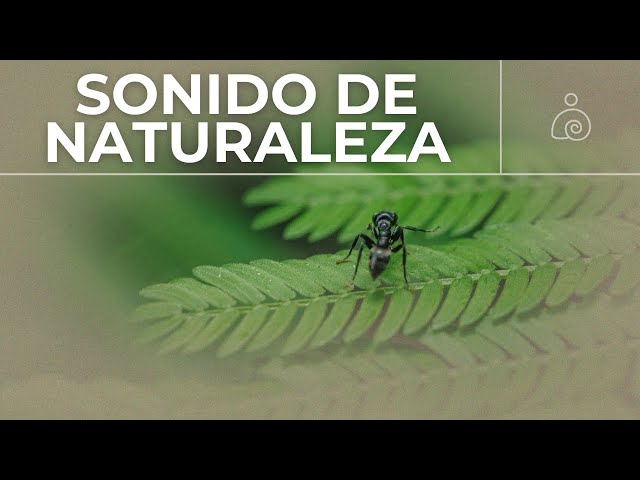 🌿Sonido De Naturaleza Instrumental 2024 / Libera El Estrés Y la Ansiedad /🌿