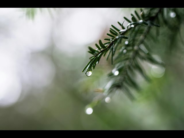 Rain Sounds | Relaxing Nature Sounds for Sleep & Meditation (1 Hours)