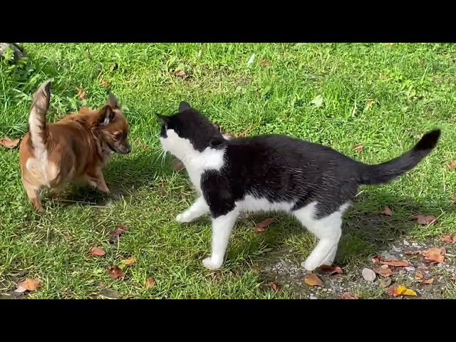 Cat Magpie & puppy Java play until Magpie climbs a gate like a ladder