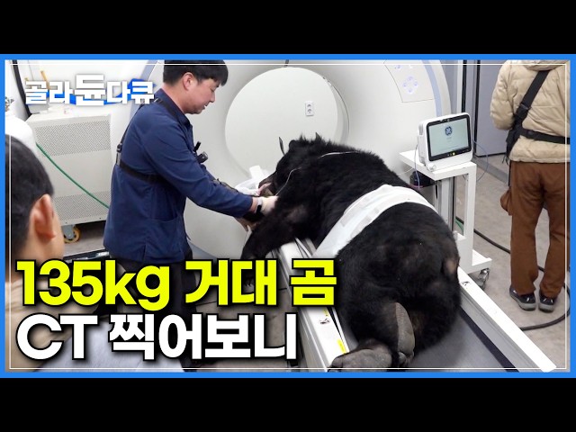 모두 초긴장 상태. 135kg 거구의 반달가슴곰이 사람처럼 CT 촬영하는 이유｜겨울맞이 종합 건강검진 하는날｜동물의 권리를 추구하는 국내 1호 거점동물원｜극한직업｜#골라듄다큐