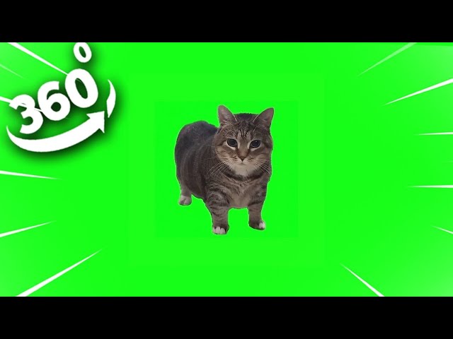 360 VR W&W - OIIA OIIA (Spinning Cat)