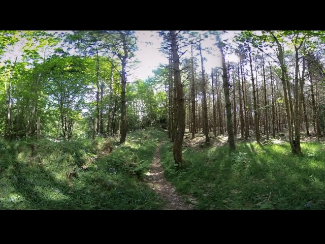 Peaceful Bluebell Forest - 360 Video [Royalty Free Stock Footage] $350 [4K VR Stereoscopic 3D]