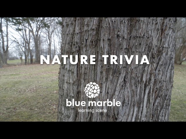 Nature Trivia | What made these holes? | blue marble learning scene