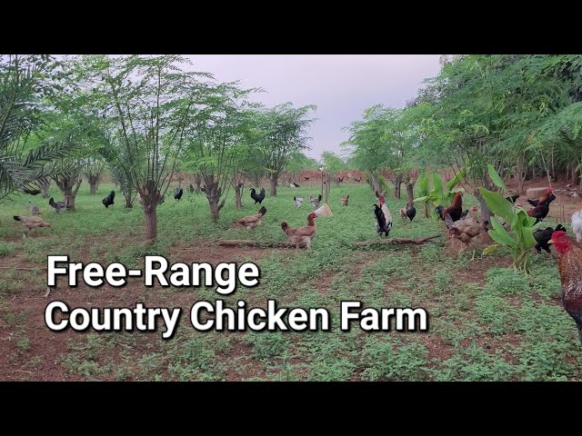 Free Range Desi / Native Country Chicken Farming | Short Indigenous Poultry Farm Tour