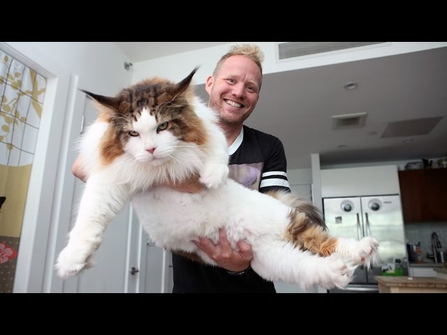 4ft Long Samson Is New York’s Biggest Cat