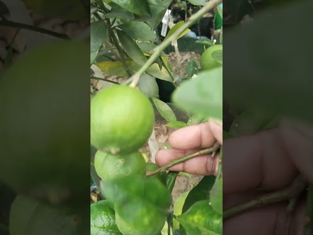 lemon plants amezing flower #shorts #shortvideo #viralvideo