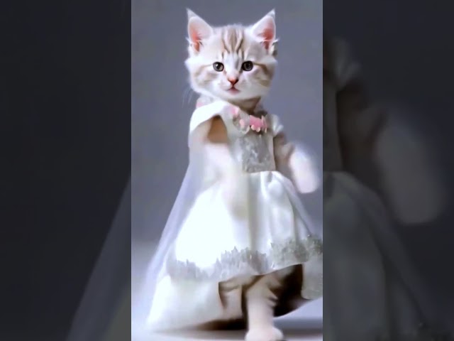 #ai cat dance#aarav albela#funny cat#comedy#ai shorts#viral