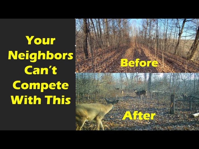 How to Create Great Buck Bedding With Hinge Cuts on Hilly Properties