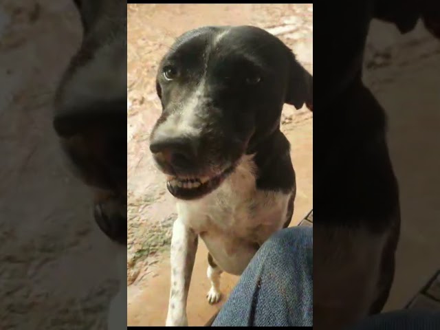 Smart Dog Stand Up To Asking For Food #doglover #smartdog #funny