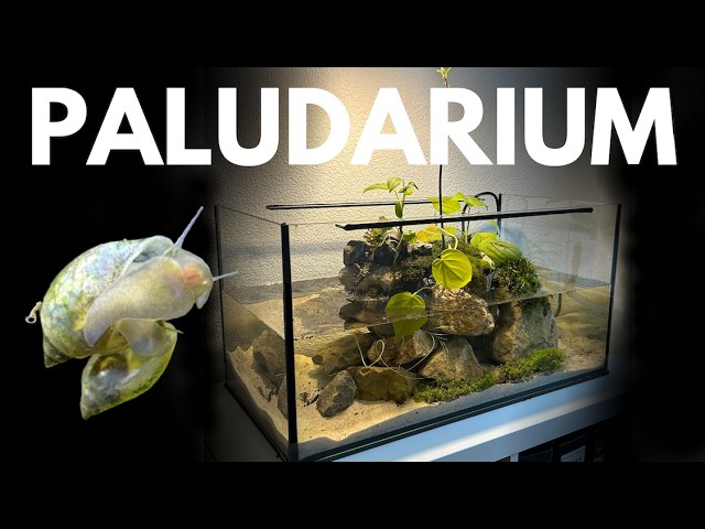 I made a low-budget paludarium for bladder snails, here's how! DIY Tuturial (Episode 1)