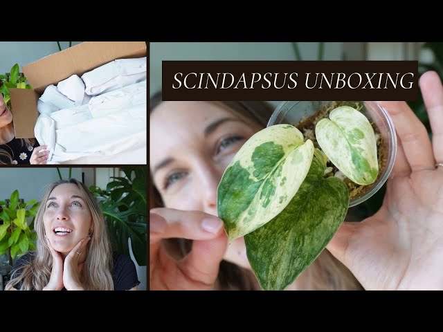 Scindapsus Unboxing | VLOGMAS DAY 10