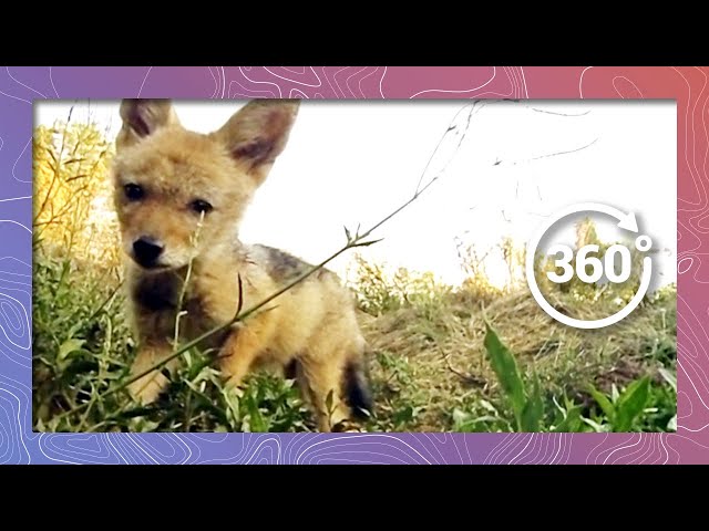 Cute Jackal Pups in 4K 360 Playing Like Dogs (Wildlife and Nature)