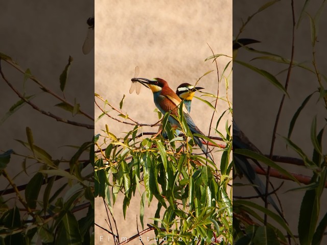 European bee-eater chilling