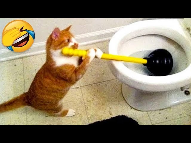 You Need a Cat for Daily Laughs 😂 Funny Animal Videos 2024 😂