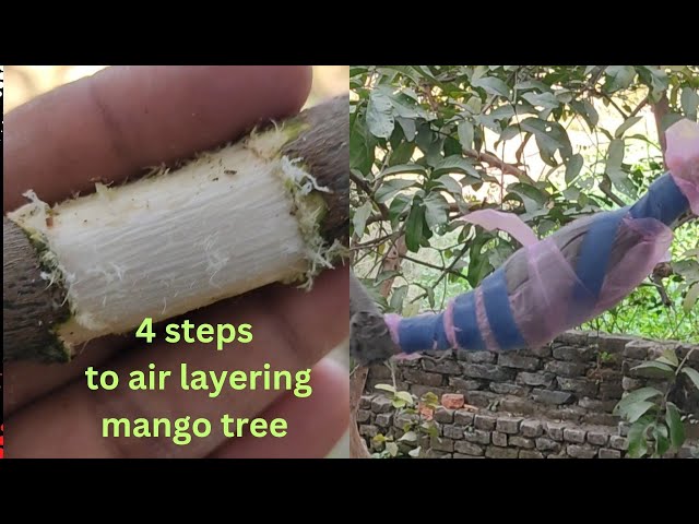 Only 4 steps to Air layering mango tree #grafting #gardening #agriculture #farming #viral #mango