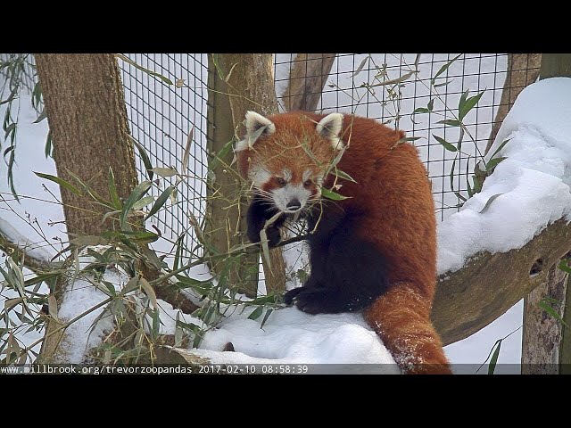 Trevor Zoo Red Pandas LIVE