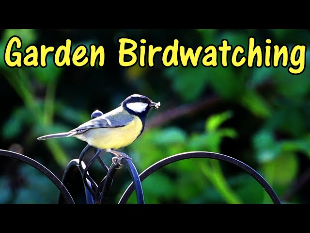 Bird Watching in a UK Garden